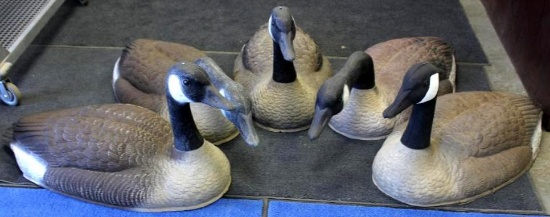 Five Regular Sized Canadian Goose Shell Decoys