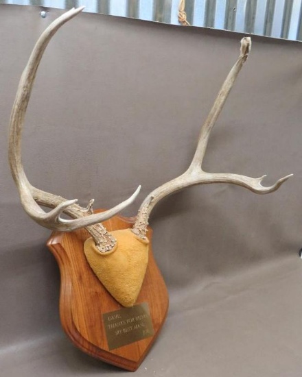 Mule Deer Buck Plaque Taxidermy