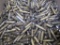 308 Winchester and 7.62X51 Brass for Reloading