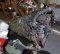 Two Flathead Ford V8 Engines