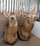 Two Deer Taxidermy Shoulder Mounts NO SHIPPING
