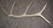 Single Large Shed Elk Antler