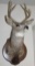 Taxidermy 8-Point Buck Head Mount