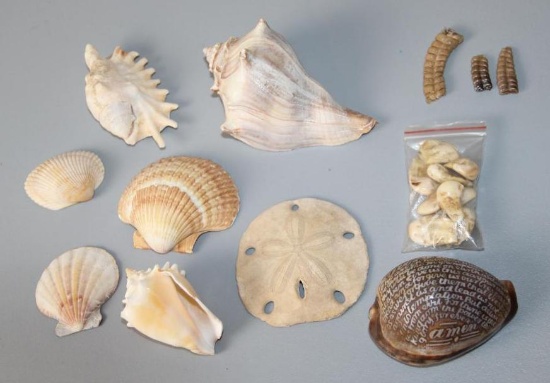 9 Large Teeth, 3 Rattlesnake Rattles, and Mixed Shells