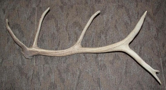 Single Large Shed Elk Antler