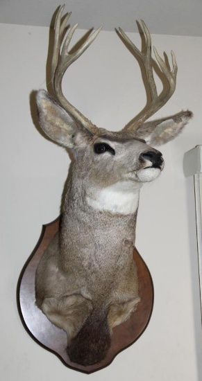 Taxidermy 8-Point Buck Head Mount