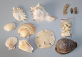 9 Large Teeth, 3 Rattlesnake Rattles, and Mixed Shells