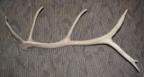 Single Large Shed Elk Antler