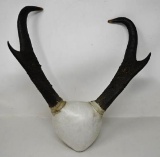 Prong Horns
