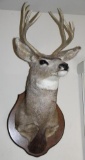 Taxidermy 8-Point Buck Head Mount