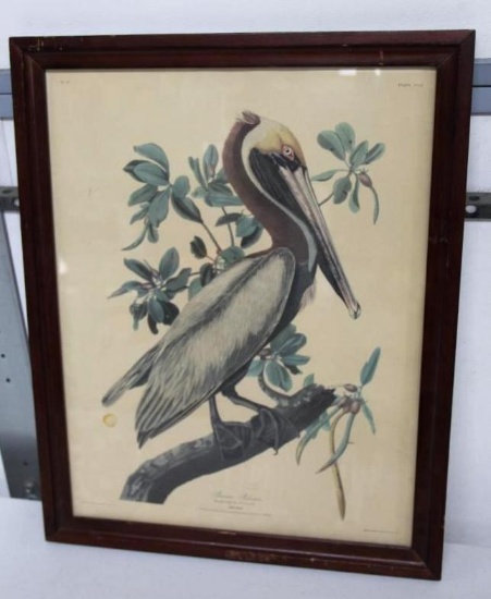 Framed JJ Audubon Brown Pelican Print with Labeled Back