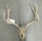 Deer Skull and Rack