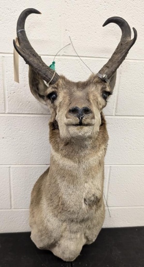 Post War Taxidermy Pronghorn