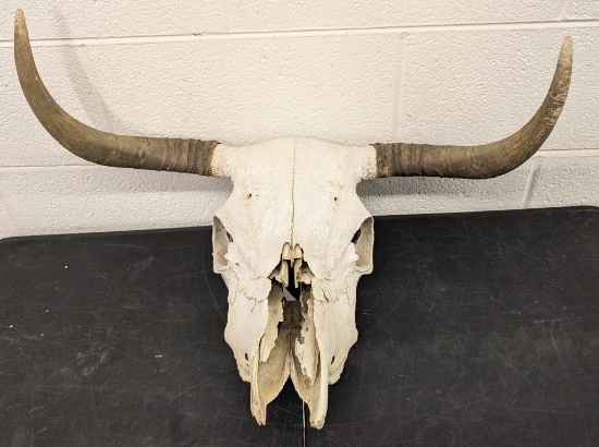 Bull Cow Skull