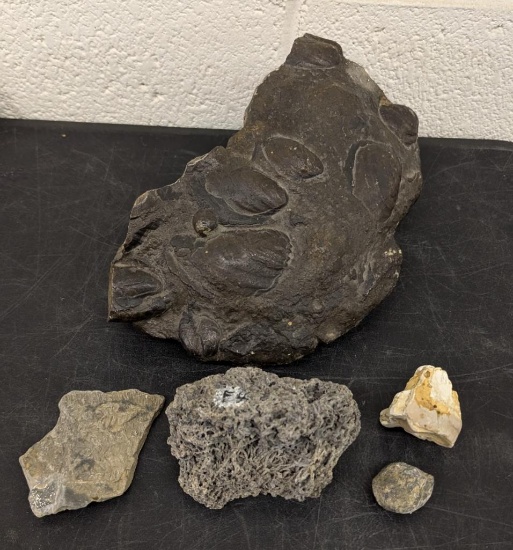 Fossil Assortment