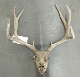 Deer Skull and Rack