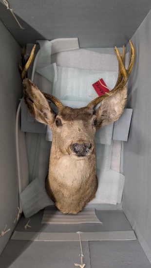 1936 Taxidermy