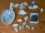 Shells and Minerals
