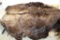 Huge Moose Pelt, Approximately 6' x 6'