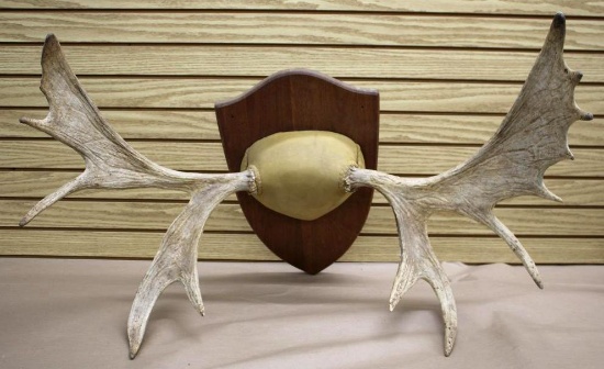 Great Mounted Moose Rack