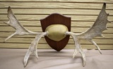 Great Mounted Moose Rack