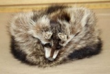 Dan's Hat Co, Denver, CO Raccoon Hat