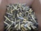 Reloaders Brass Assortment