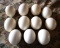 11 Preserved Ostrich Eggs