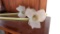 Glass Flowers