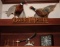 Pair of Taxidermy Pheasants and Other Shelf Contents