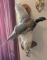 Pheasant Taxidermy Mount