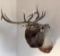 Bull Elk Taxidermy Mount