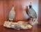 California Quail Taxidermy Mount