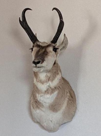 Pronghorn Taxidermy Mount
