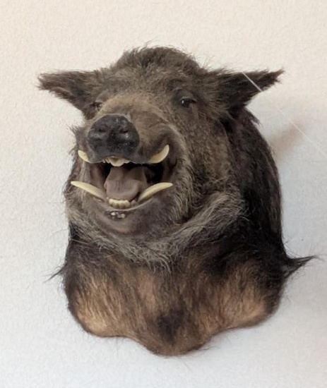 Wild Boar Taxidermy Mount