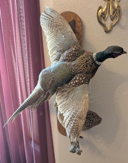 Pheasant Taxidermy Mount