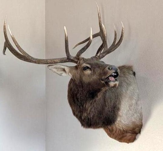 Bull Elk Taxidermy Mount