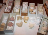 Huge Collection of Dental Molds