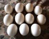 11 Preserved Ostrich Eggs