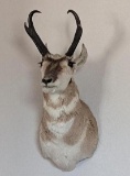 Pronghorn Taxidermy Mount