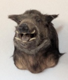 Wild Boar Taxidermy Mount