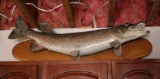Huge Fish Mount