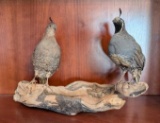 California Quail Taxidermy Mount