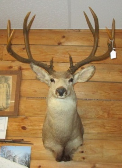 DEER MOUNT