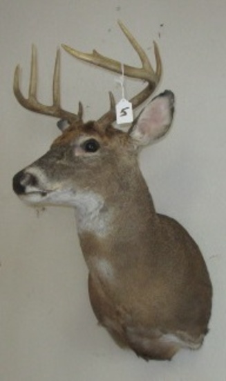 DEER MOUNT