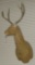 DEER MOLD WITH ANTLERS