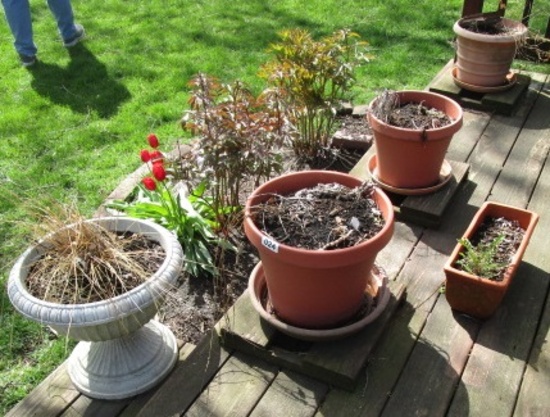 GROUP OF FLOWER POTS