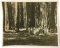 Original Dedication Photo Sequoia National Park