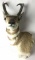 Pronghorn Shoulder Mount