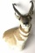 Pronghorn Shoulder Mount